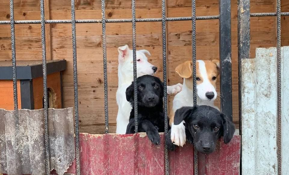 Безпритульним хвостикам потрібні люблячі родини 7