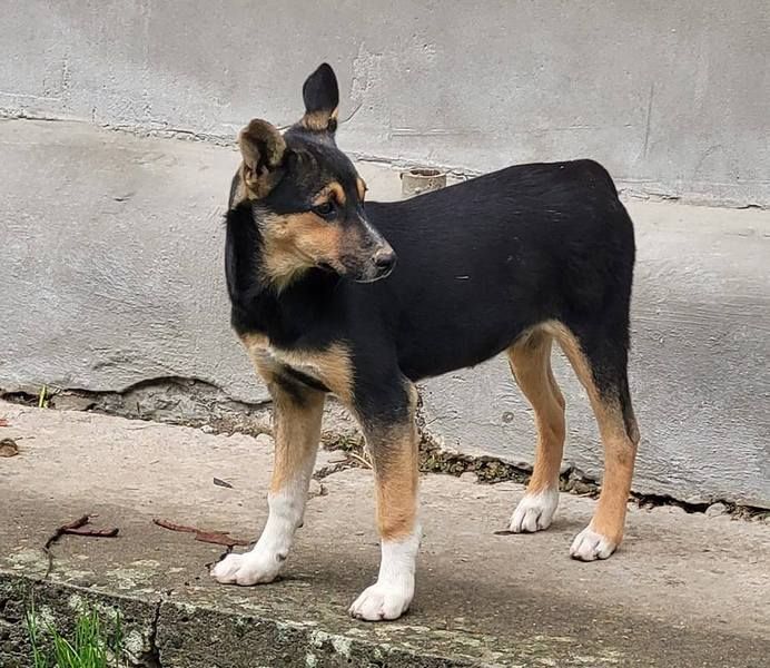 Безпритульним хвостикам потрібні люблячі родини 3