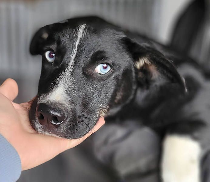 Безпритульним хвостикам потрібні люблячі родини 2