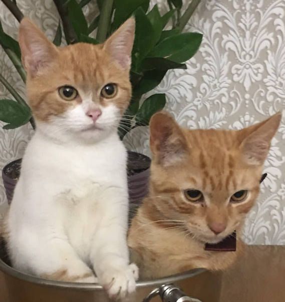 Безпритульним хвостикам потрібні люблячі родини 6