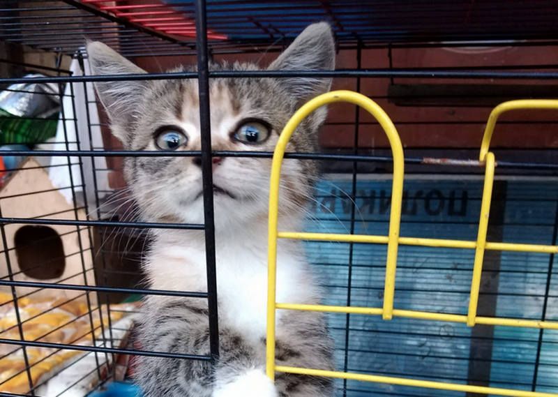 Безпритульним хвостикам потрібні люблячі родини 5