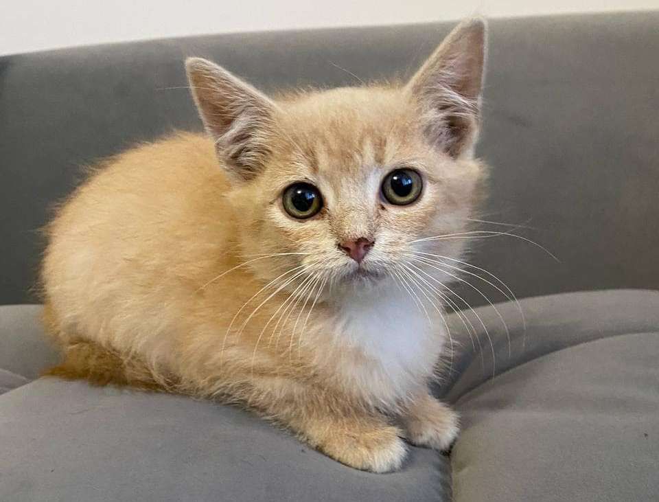 Безпритульним хвостикам потрібні люблячі родини 4