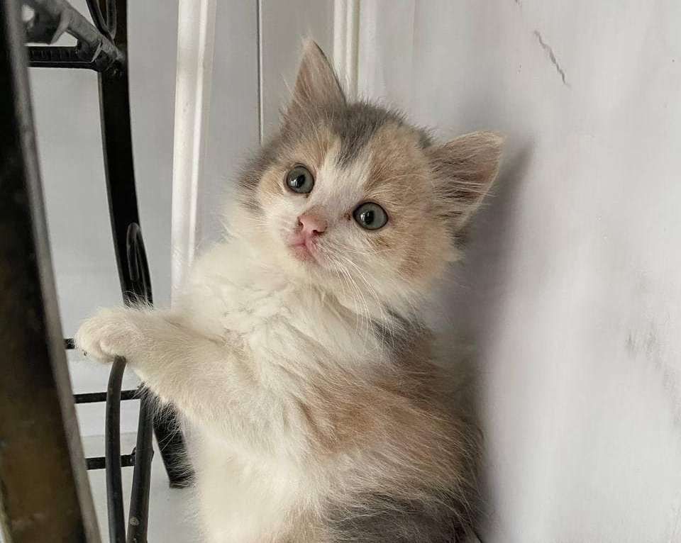 Безпритульним хвостикам потрібні люблячі родини 8