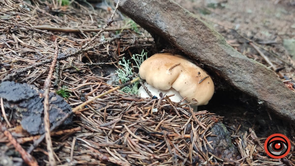 Тихе полювання: куди поїхати в ліс по гриби неподалік Коломиї 3