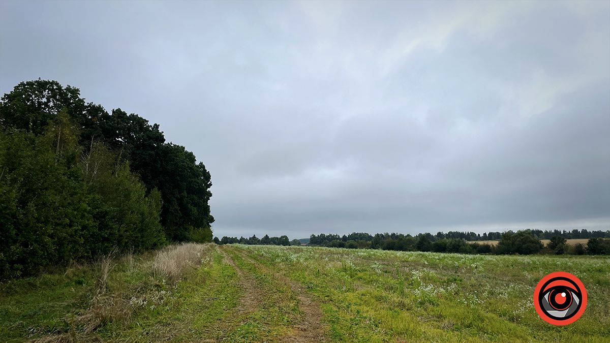 Тихе полювання: куди поїхати в ліс по гриби неподалік Коломиї 8