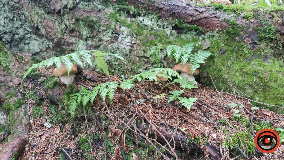 Тихе полювання: куди поїхати в ліс по гриби неподалік Коломиї 1