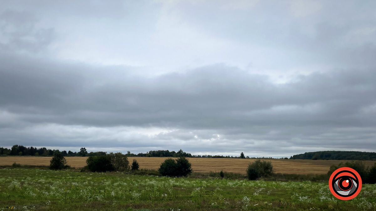 Тихе полювання: куди поїхати в ліс по гриби неподалік Коломиї 9