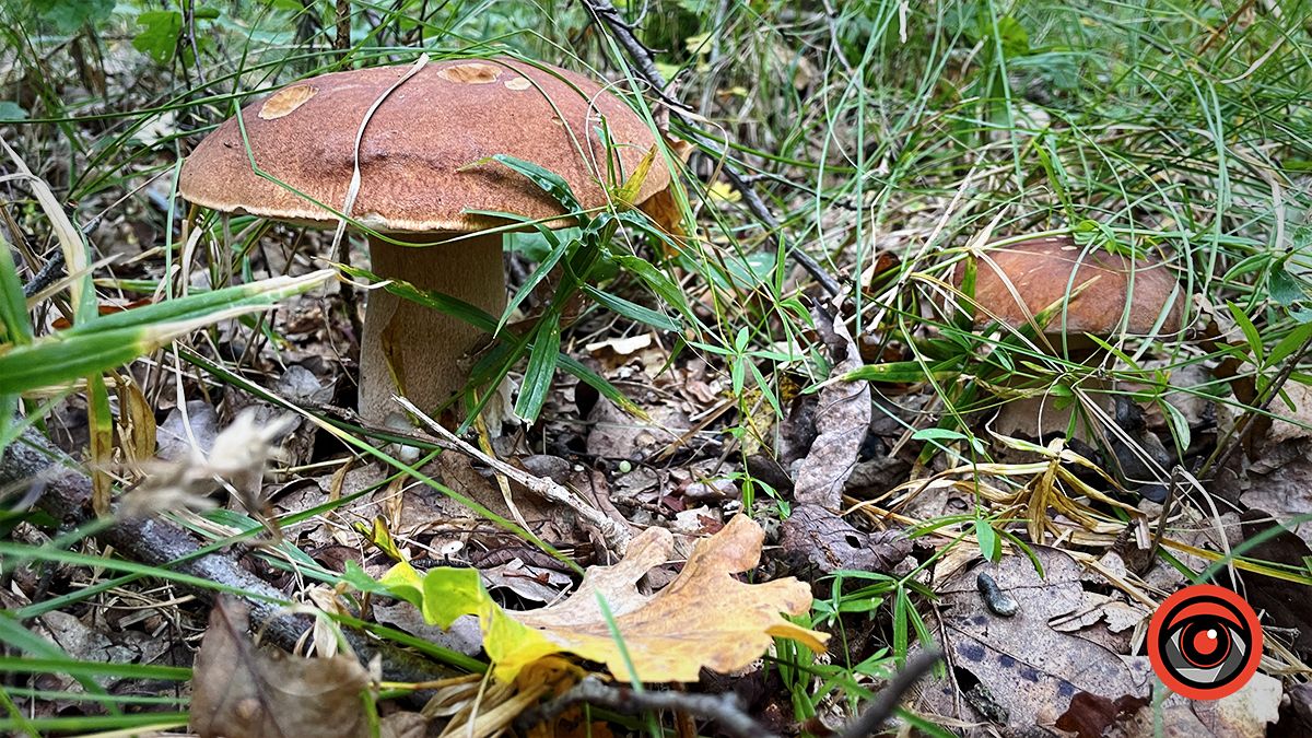 Тихе полювання: куди поїхати в ліс по гриби неподалік Коломиї 4