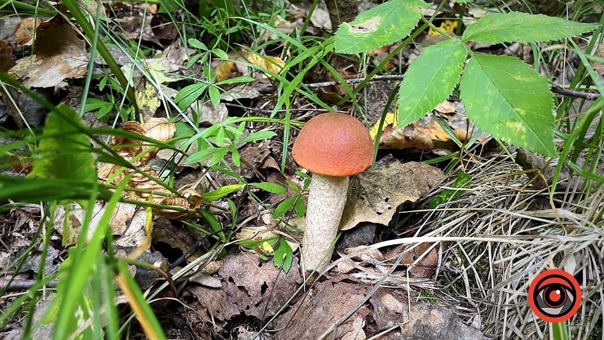 Тихе полювання: куди поїхати в ліс по гриби неподалік Коломиї 5