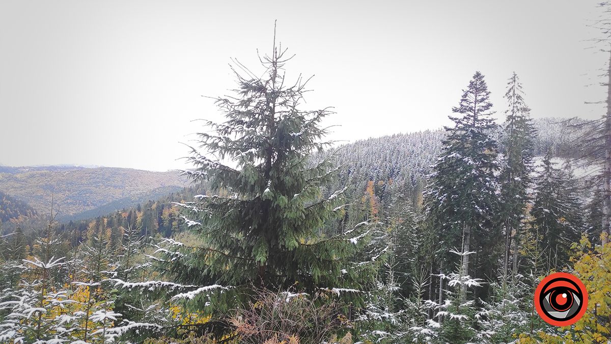 Засніжені Карпати | Фоторепортаж 1