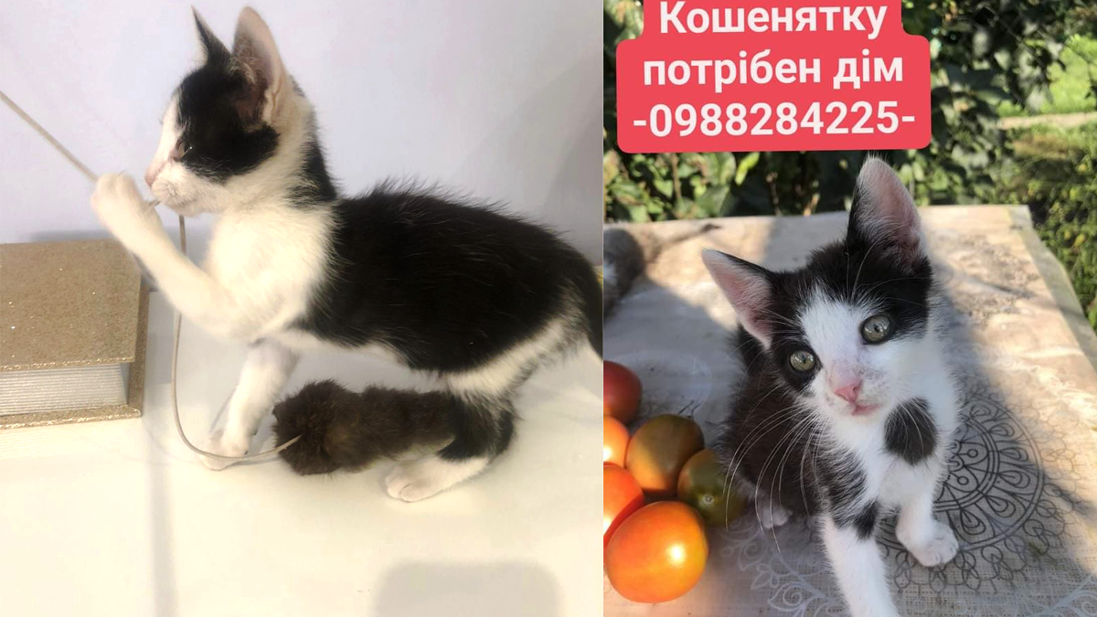 Чотирилапі пухнастики шукають новий дім 5