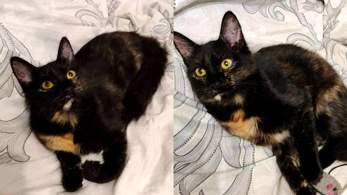 Чотирилапі пухнастики шукають новий дім 1