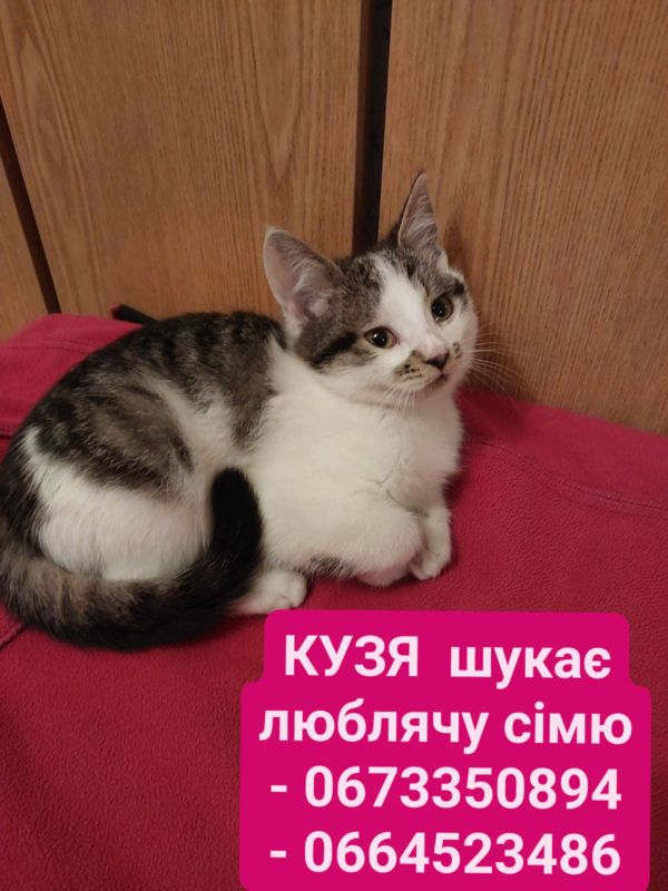 Чотирилапі пухнастики шукають новий дім 3