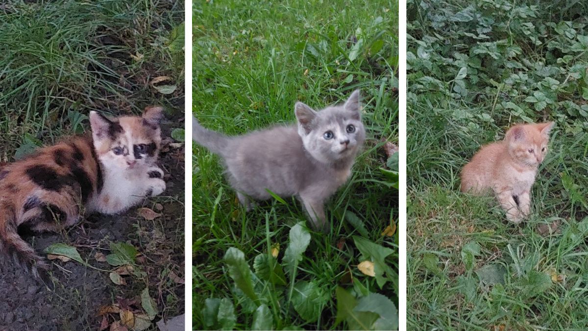 Хвостаті малята шукають друзів: добірка песенят та кошенят 3