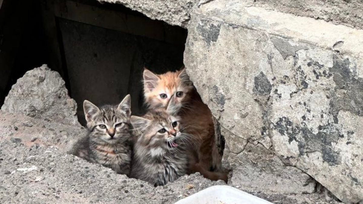 Хвостаті малята шукають друзів: добірка песенят та кошенят 5