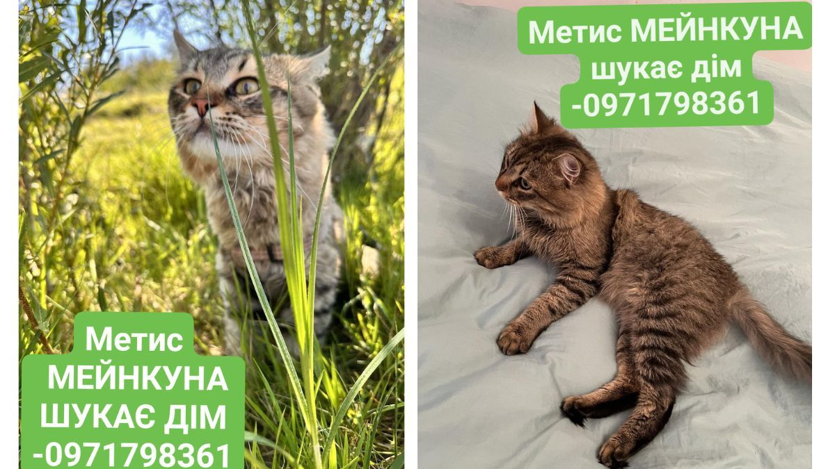 Хвостаті малята шукають друзів: добірка песенят та кошенят 4