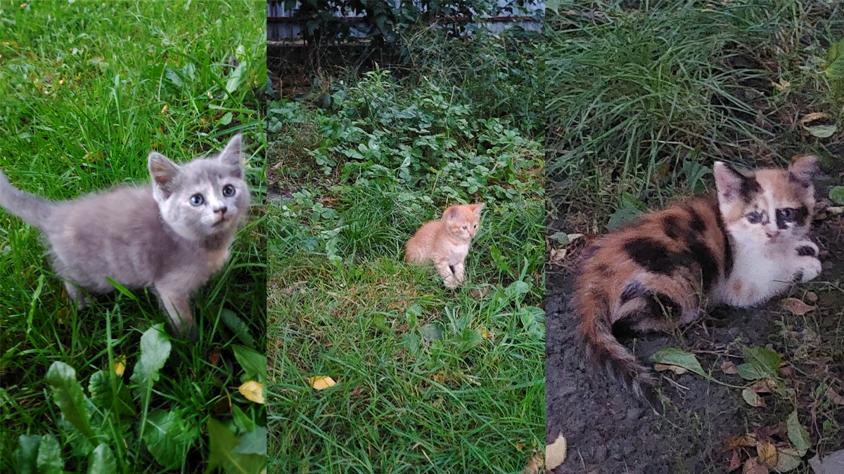 Чотирилапі пухнастики шукають новий дім 2