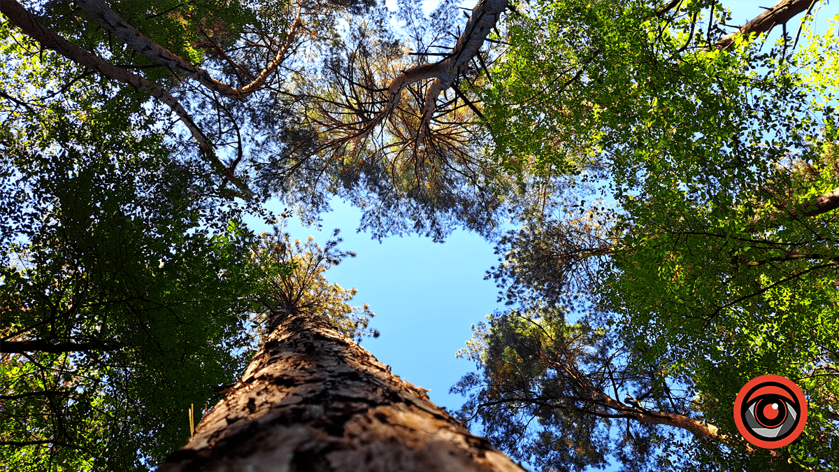 Фотоподорож в осінній ліс Печеніжина 12