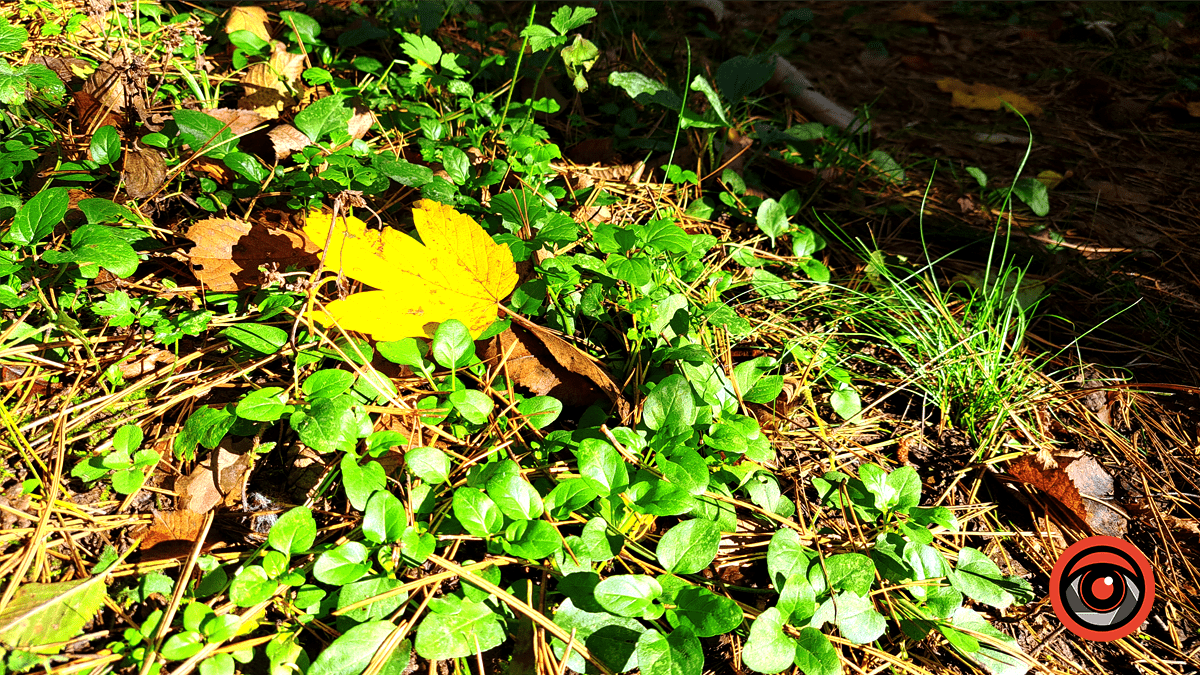 Фотоподорож в осінній ліс Печеніжина 5