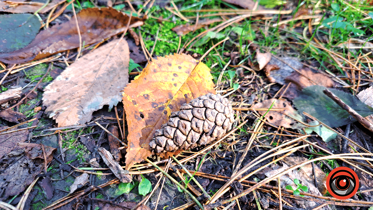 Фотоподорож в осінній ліс Печеніжина 4