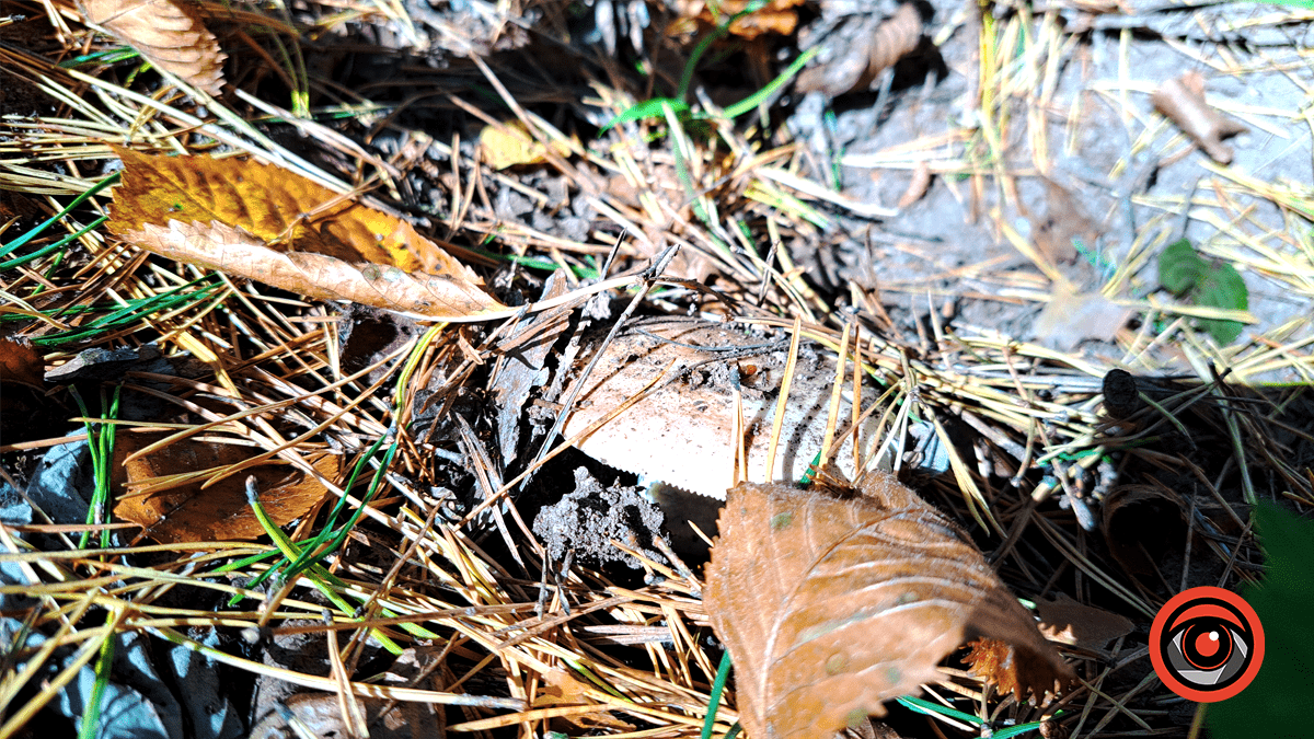 Фотоподорож в осінній ліс Печеніжина 6