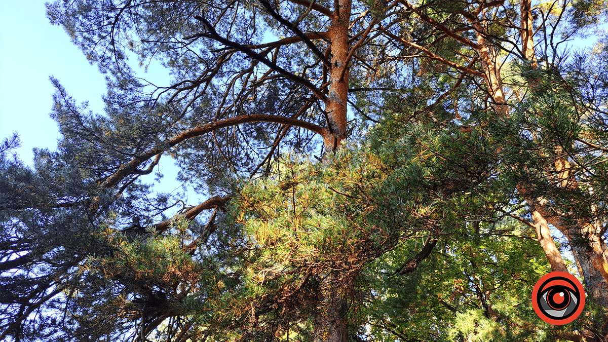 Фотоподорож в осінній ліс Печеніжина 7