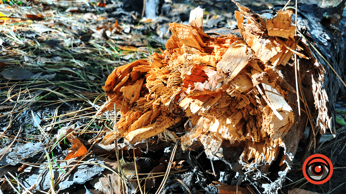 Фотоподорож в осінній ліс Печеніжина 11