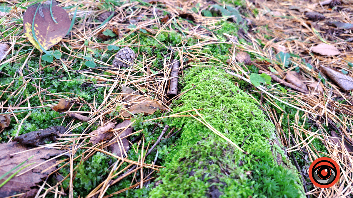 Фотоподорож в осінній ліс Печеніжина 10