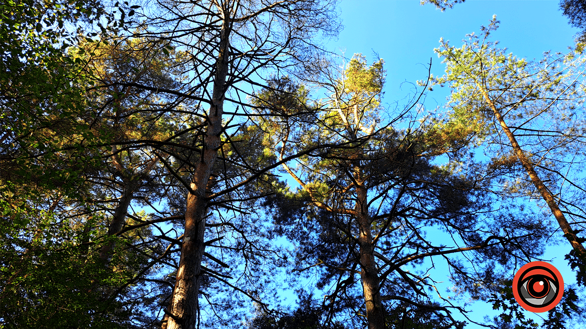 Фотоподорож в осінній ліс Печеніжина 9