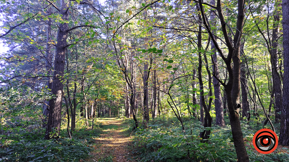Фотоподорож в осінній ліс Печеніжина 8