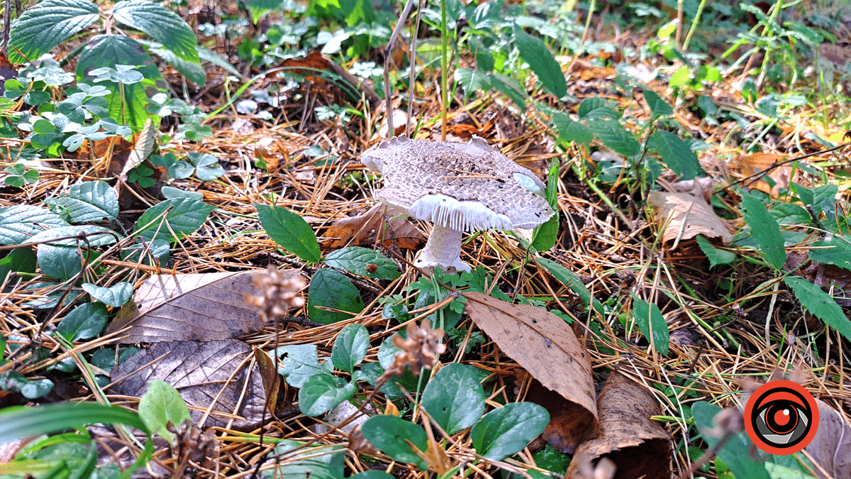 Фотоподорож в осінній ліс Печеніжина 3