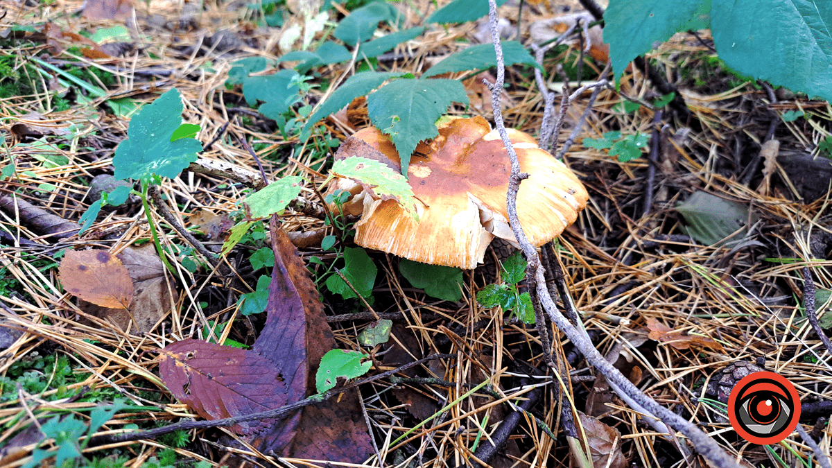 Фотоподорож в осінній ліс Печеніжина 2