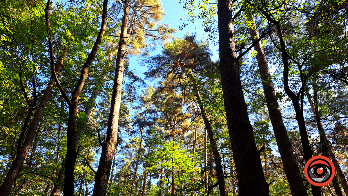 Фотоподорож в осінній ліс Печеніжина 1