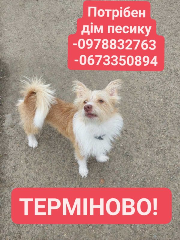 Чотирилапі пухнастики шукають новий дім 4