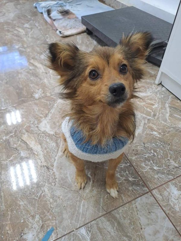 Чотирилапі пухнастики шукають новий дім 6