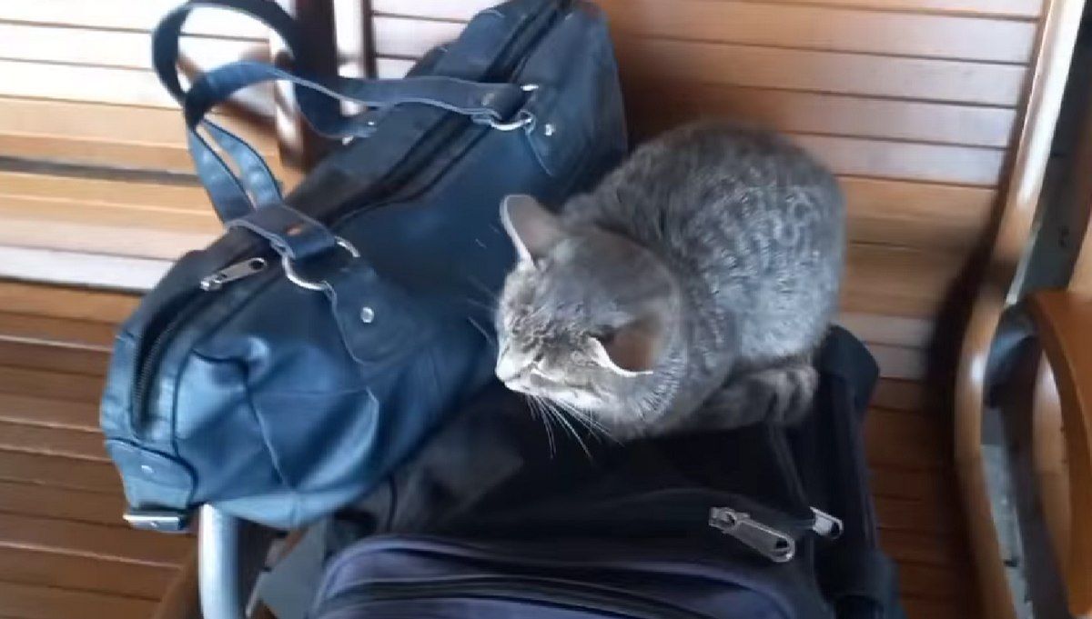 Безпритульним хвостикам потрібні люблячі родини 1