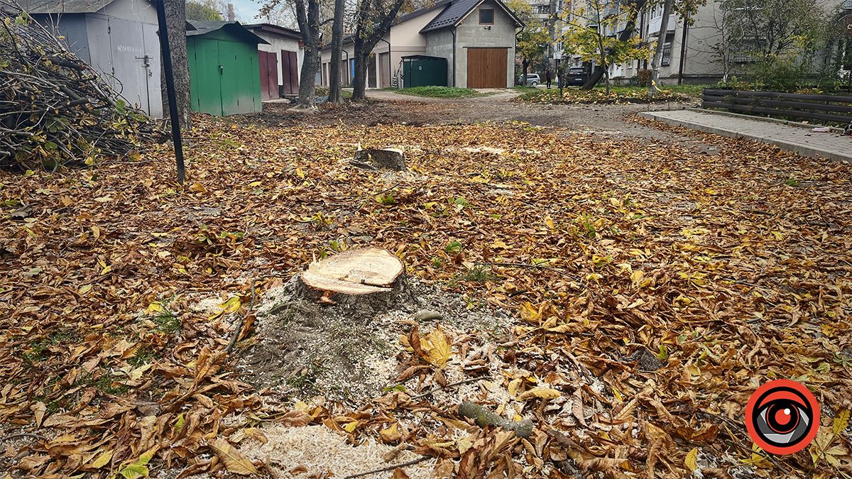 дозволів на зрізку не мали