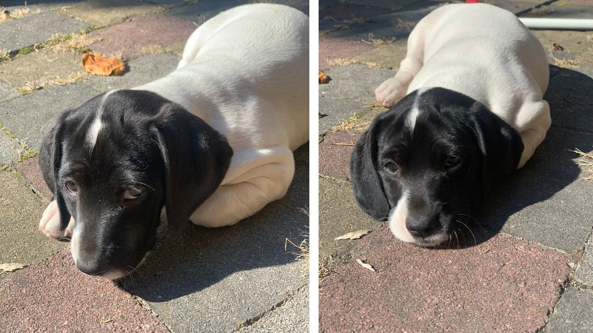 Хвостаті малята шукають друзів: добірка песенят та кошенят 1