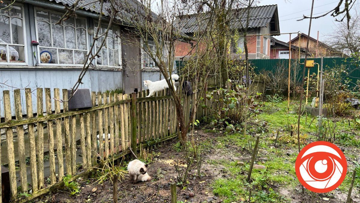 В домі прикарпатки живе 70 котів 1