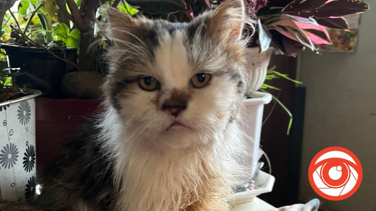 В домі прикарпатки живе 70 котів 3