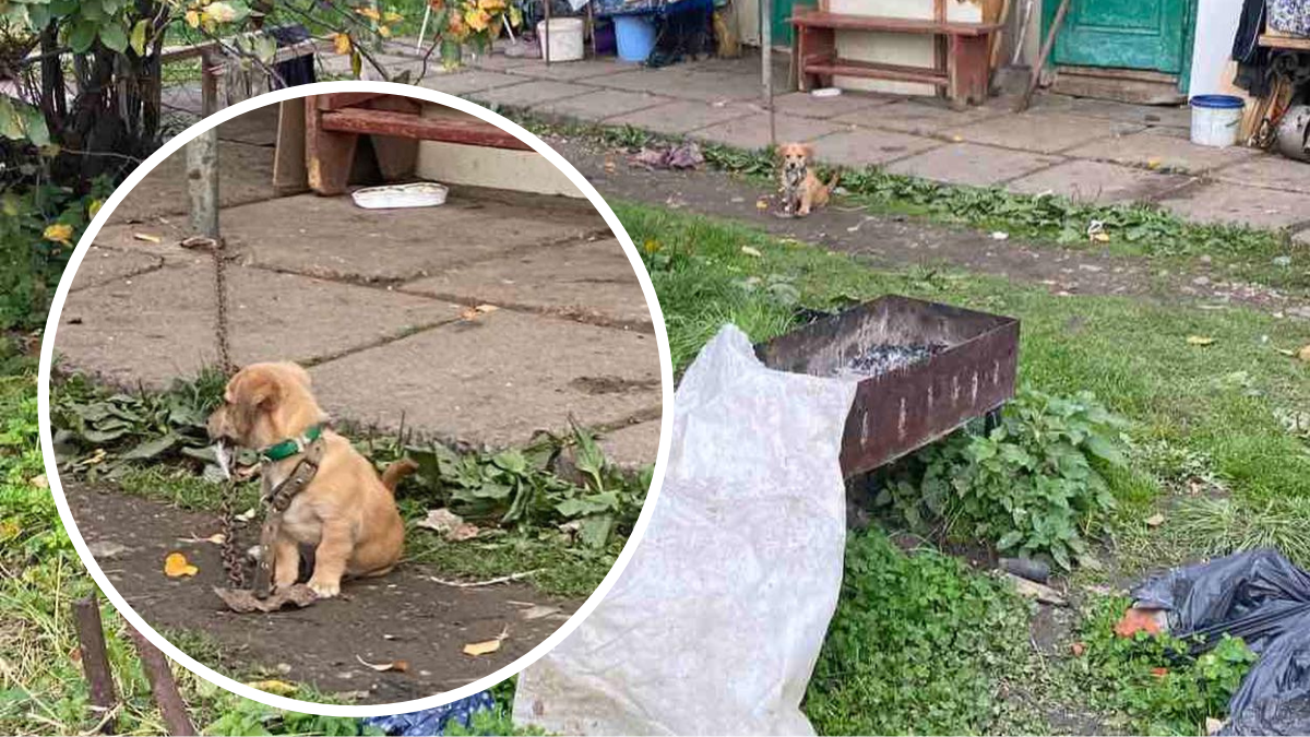 Прикарпатець посадив цуценя на ланцюг для корови