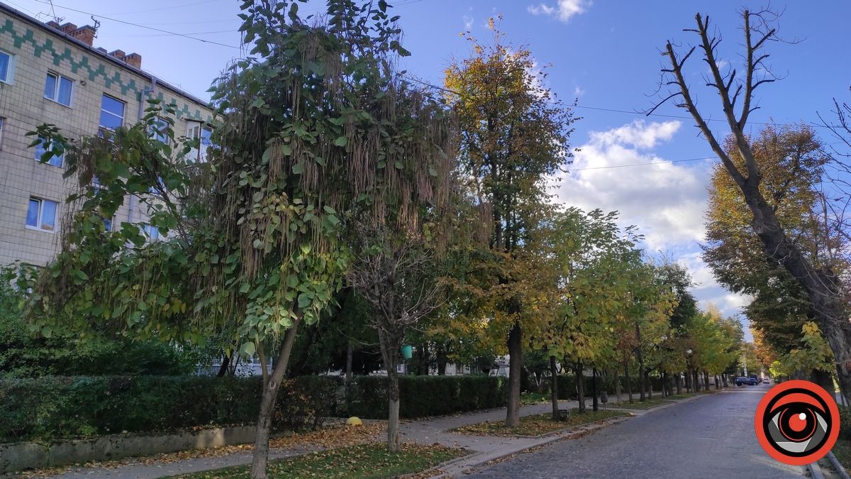 2023 р. Дерева сякають 5 м. і вище