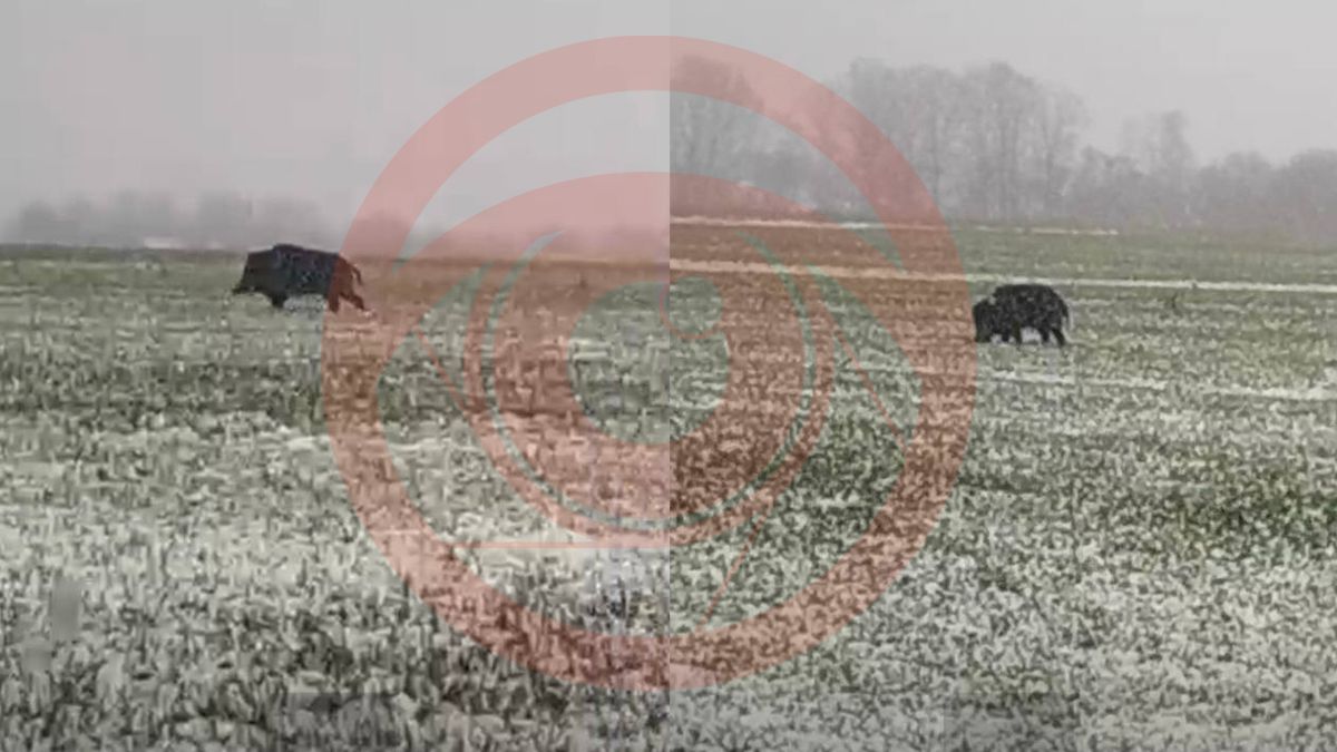 На Коломийщині дикий кабан гуляв неподалік осель людей