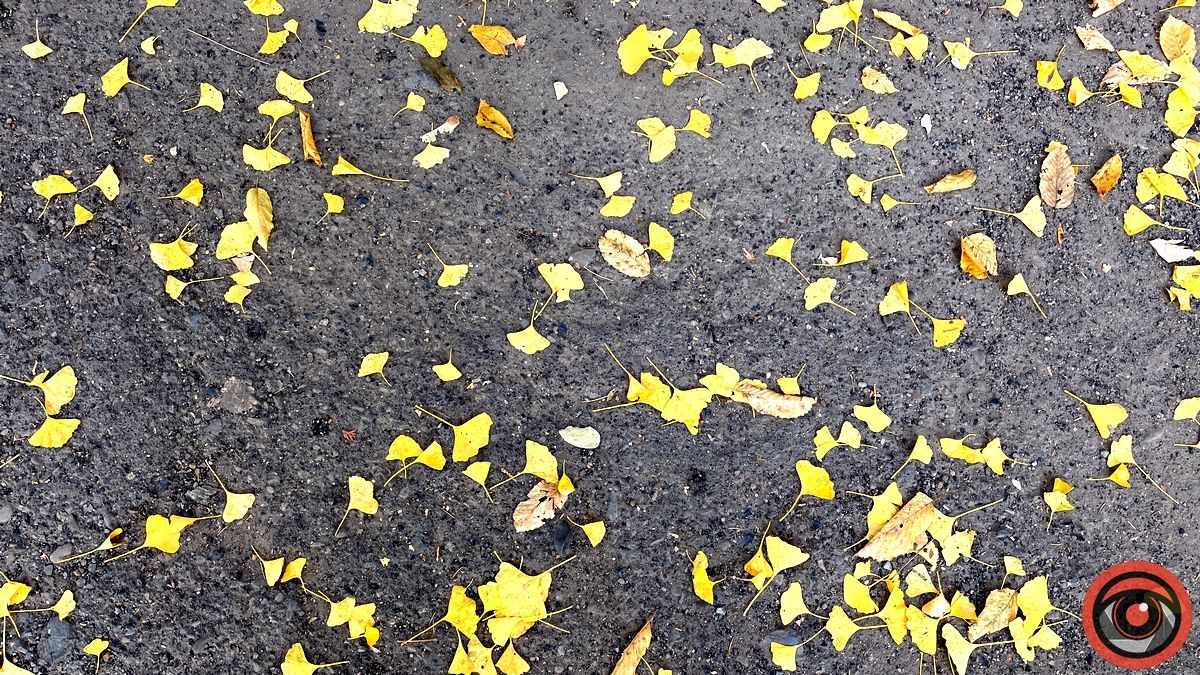 Листопадовий мінор: фоторепортаж з міського парку Коломиї 27