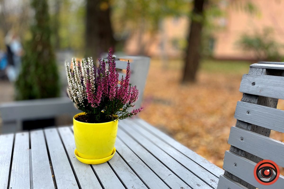 Листопадовий мінор: фоторепортаж з міського парку Коломиї 5