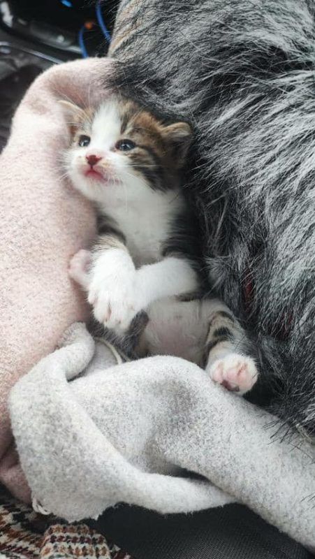 Чотирилапі шукають люблячу сім'ю й новий дім 5