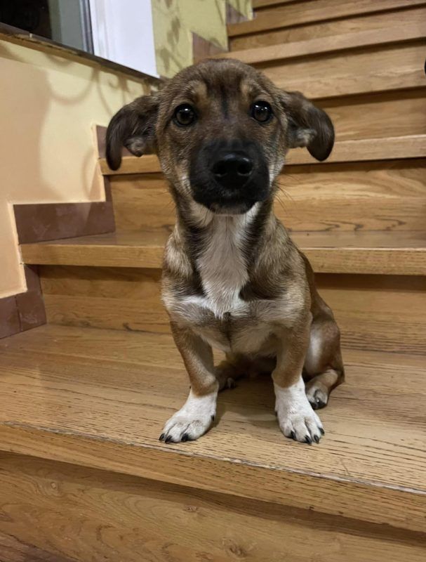 Чотирилапі шукають люблячу сім'ю й новий дім 2