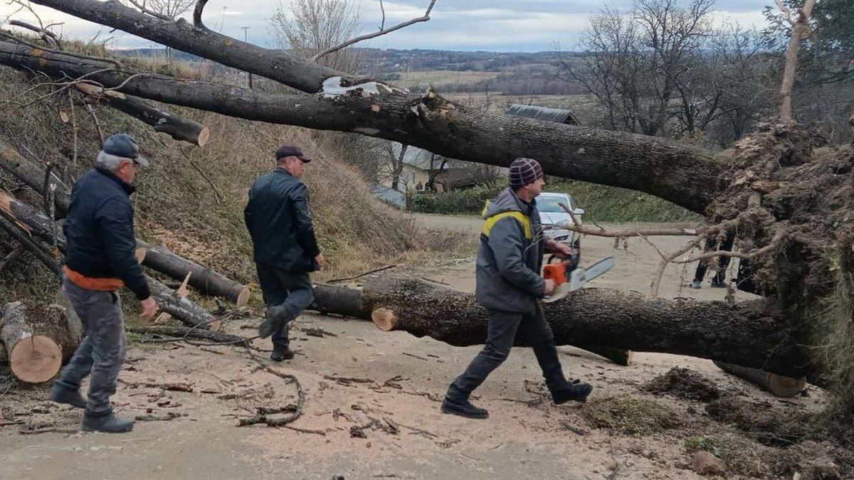 Шквальний вітер з корінням вирвав дерево на Коломийщині 1