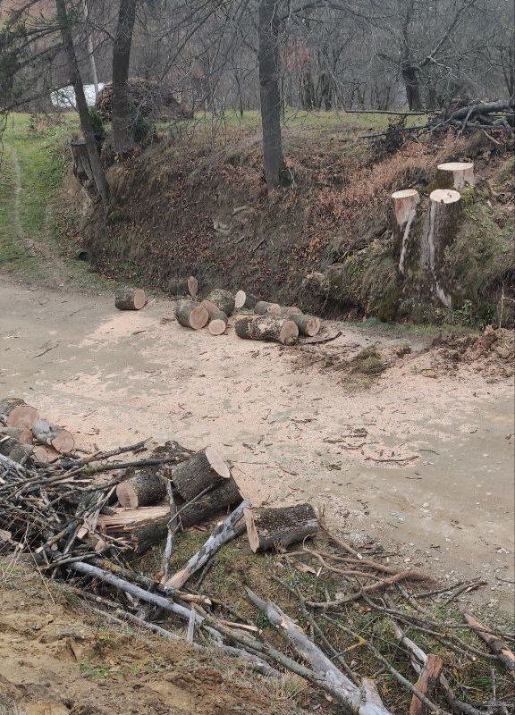 Шквальний вітер з корінням вирвав дерево на Коломийщині 3