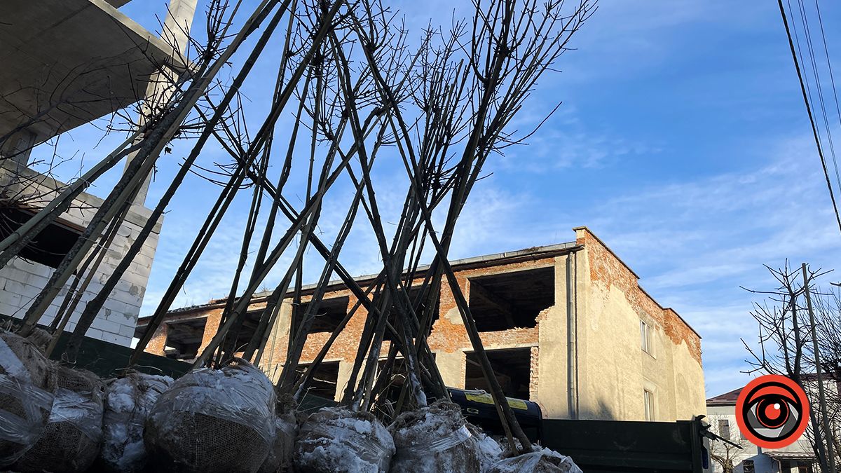 Комунальники висадили в мороз десятки саджанців на двох вулицях Коломиї 3